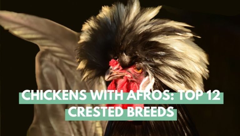 Chickens With Afros
