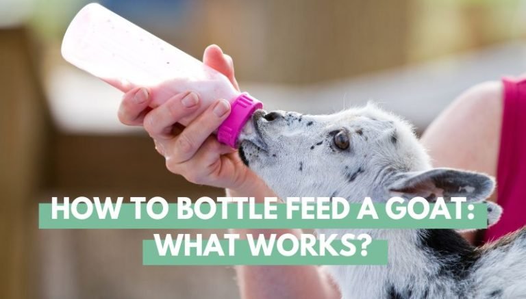how to bottle feed a Goat