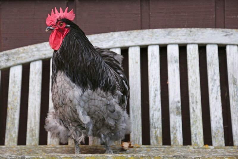 beautiful blue orpington rooster
