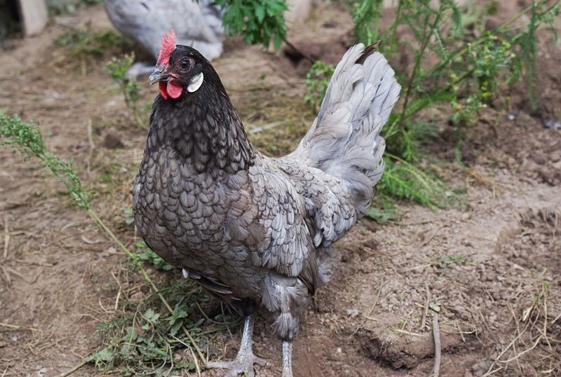 blue andalusian hen