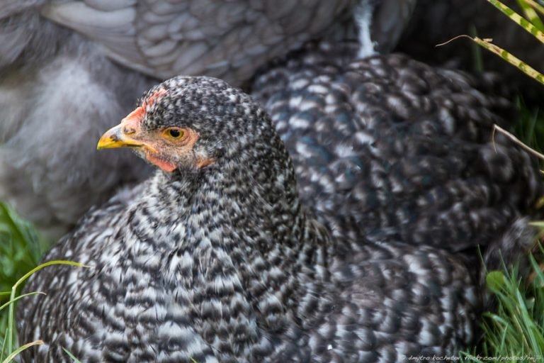 Top 14 Amazing Gray Chicken Breeds - Eco Peanut