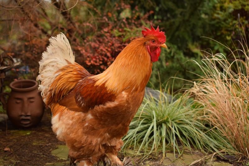 giant cochin rooster