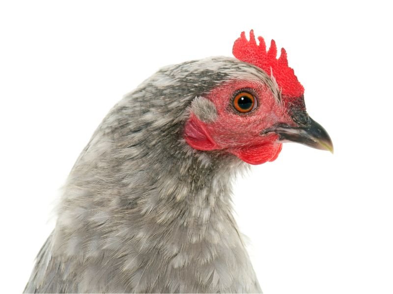 gray booted bantam chicken head