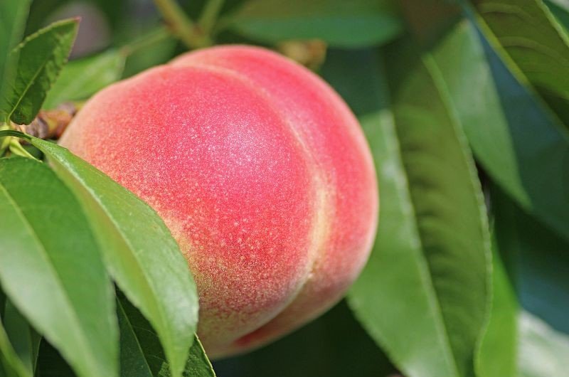 peach fruit in a tree