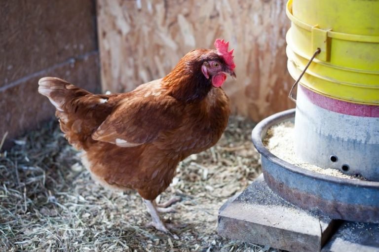 Easy Diy Pvc Chicken Feeder Ideas Eco Peanut