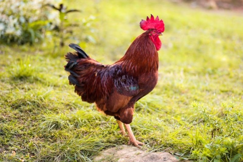 Rhode island red rooster