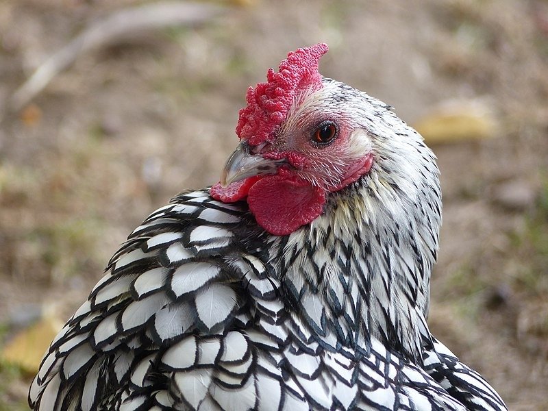 sebright rooster