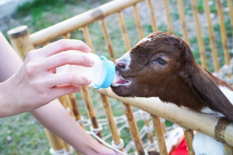 woman hand feeding bottle feed milk to a baby goat