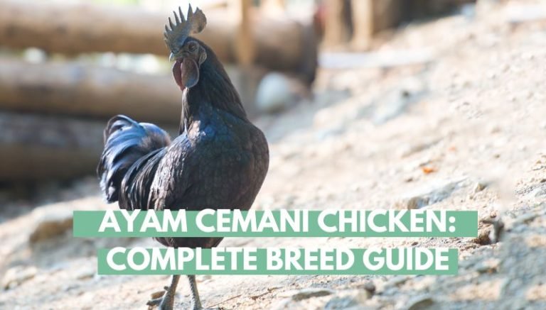 Ayam Cemani Chicken Breed