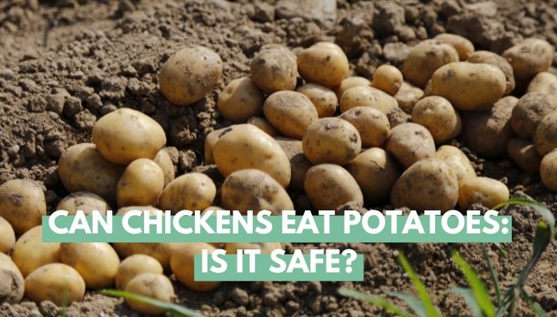 Can chickens eat potatoes