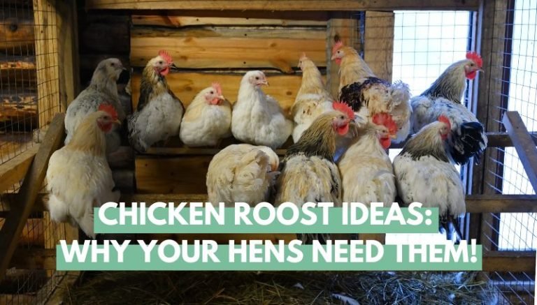 Chicken Roost Ideas