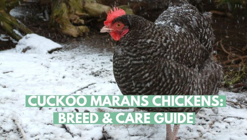 Cuckoo marans chicken breed