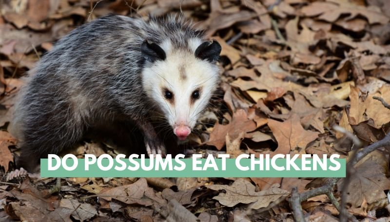 Do Possums Eat Chickens? - Eco Peanut