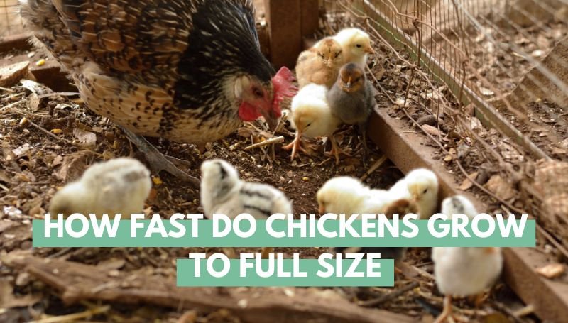 How Fast Do Chickens Grow to Full Size