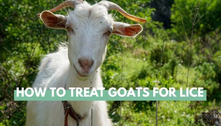 How To Treat Goats for Lice
