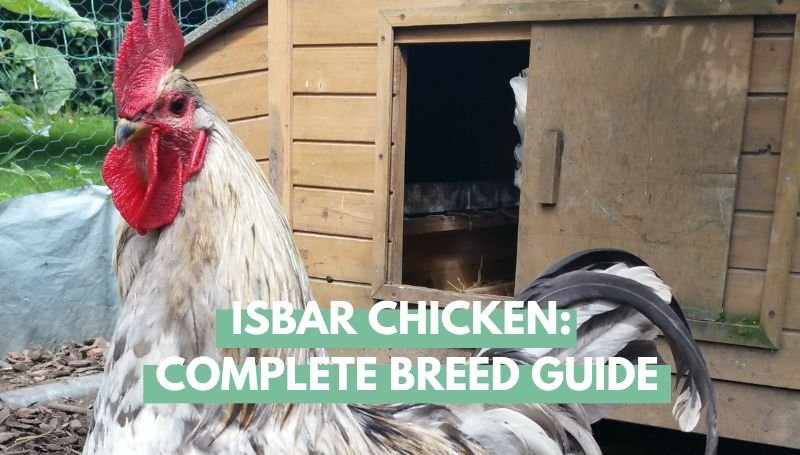 Isbar Chicken Breed