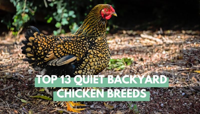 Quiet Backyard Chicken Breeds