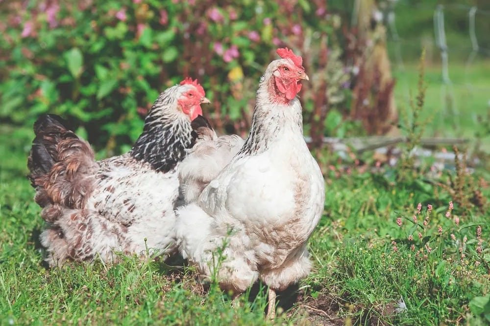 adult chickens