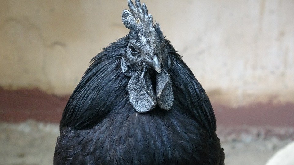 ayam cemani rooster head