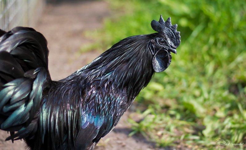 ayam cemani rooster on the sun