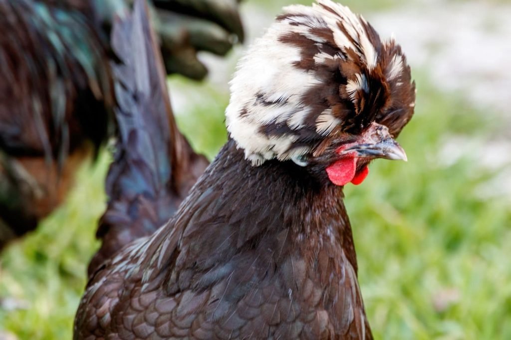 black crested polish chicken head