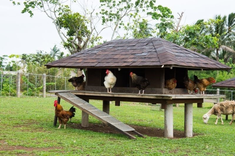 chicken big coop