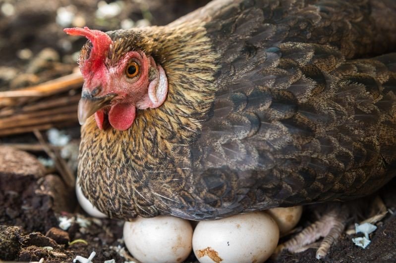 chicken hatching eggs
