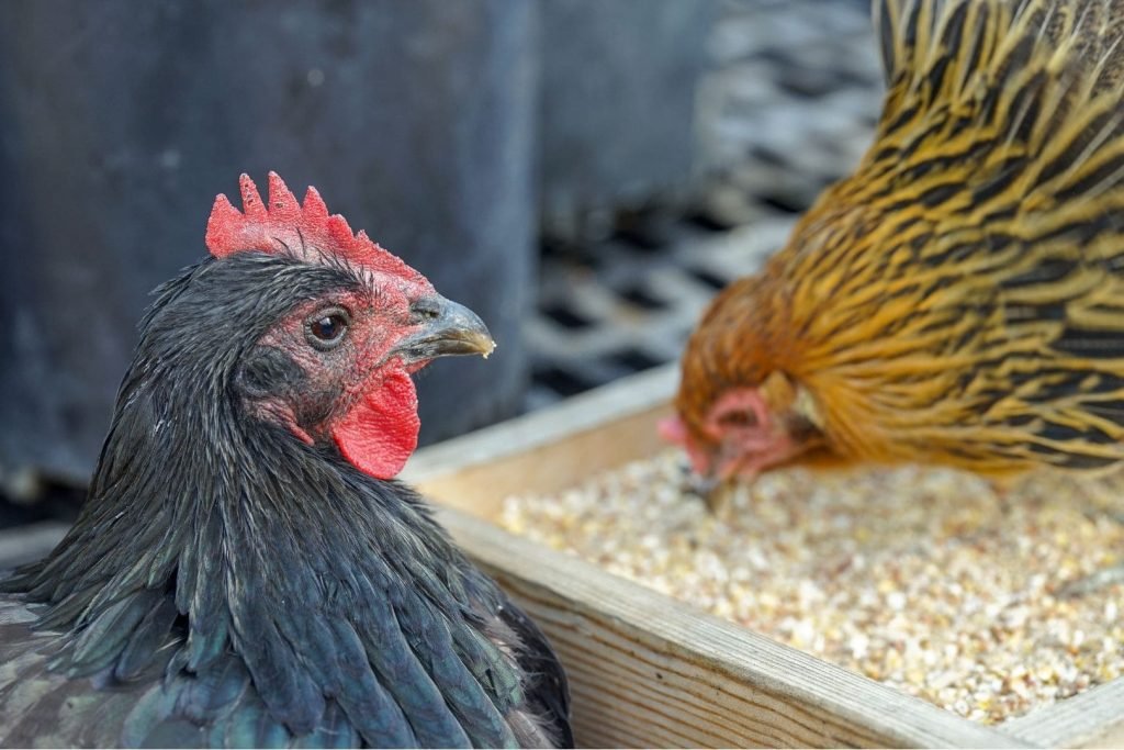 chickens eating seeds