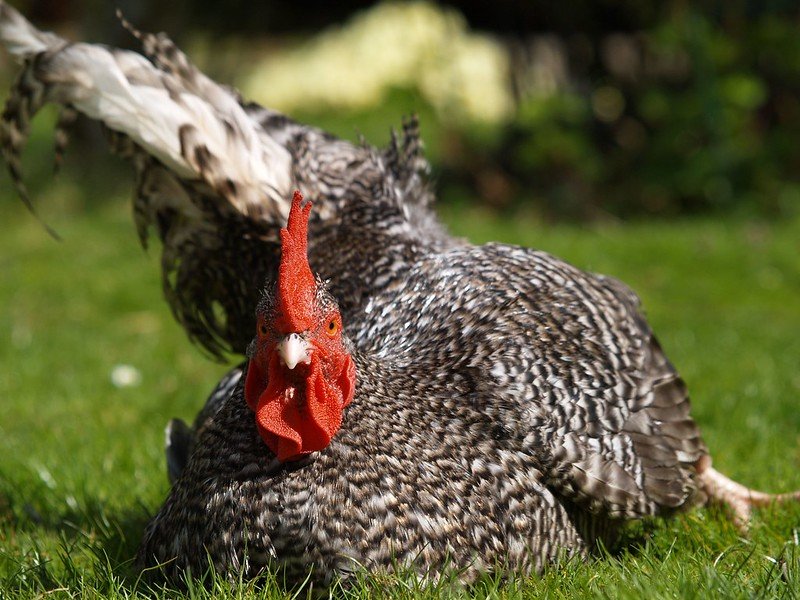 cuckoo maran rooster lie down