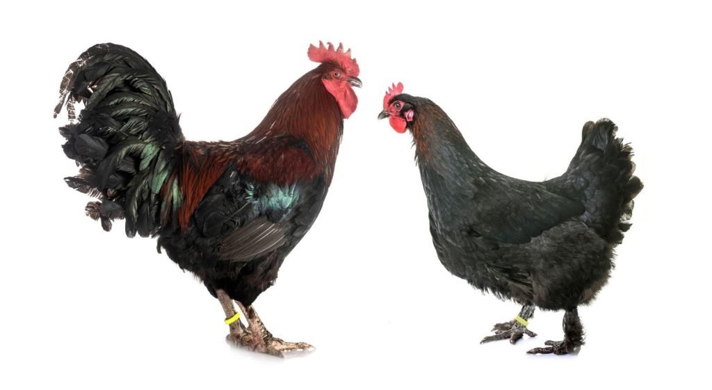 marans rooster and hen