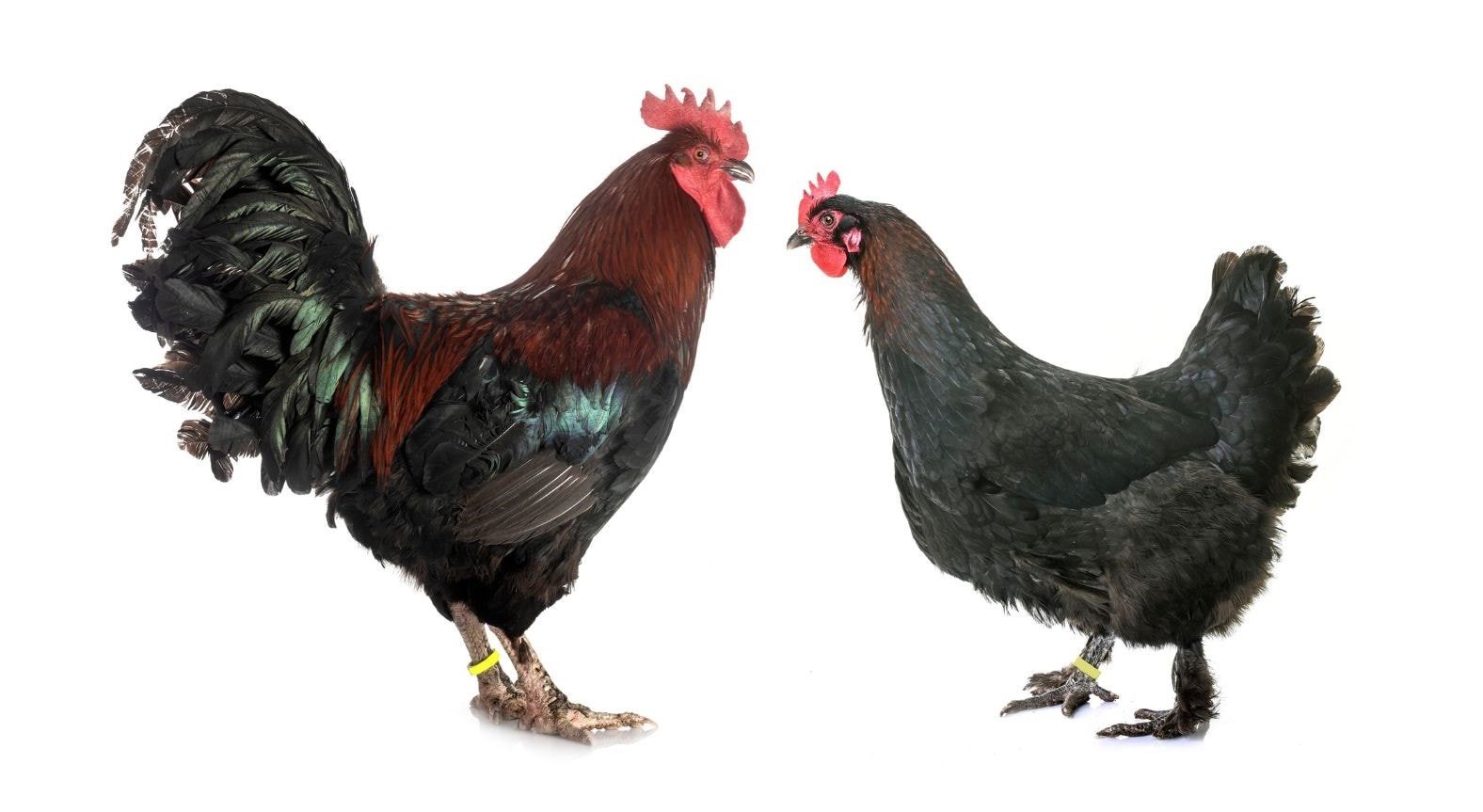 Mystic Marans Chicken: Complete Breed Guide - Eco Peanut