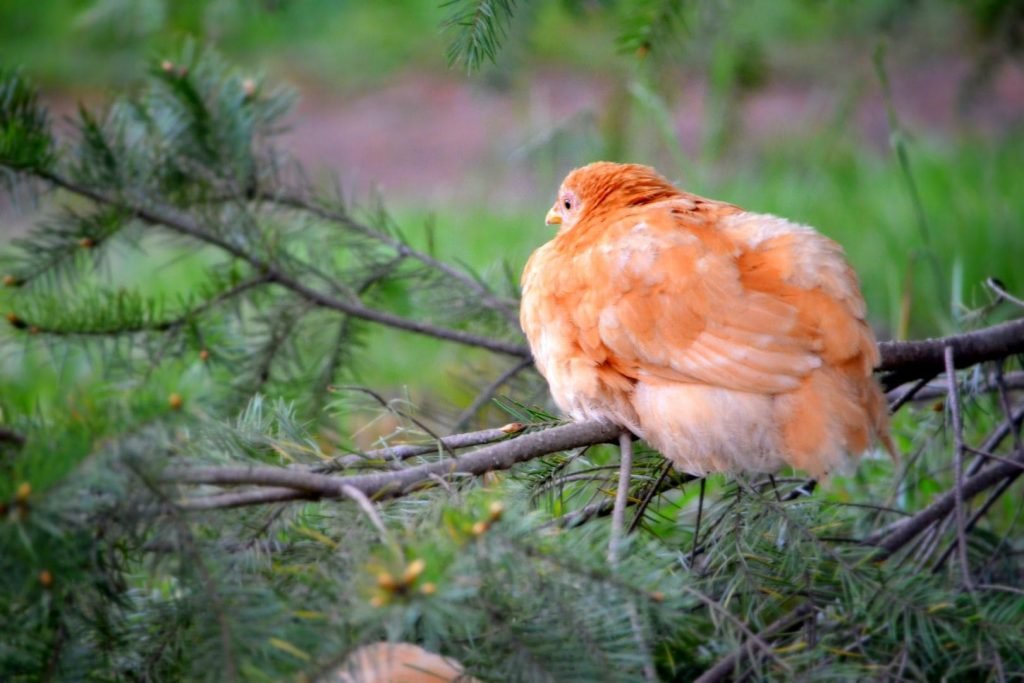roosting red chicken on the tree