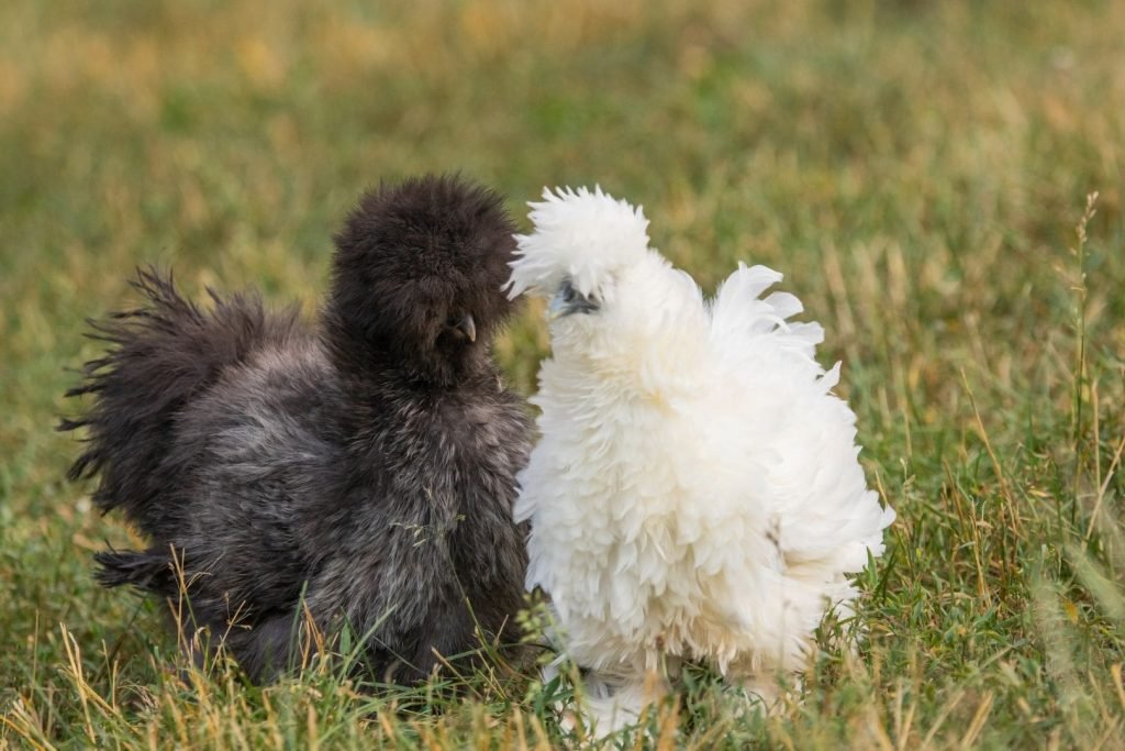 two black and white silkie chickens