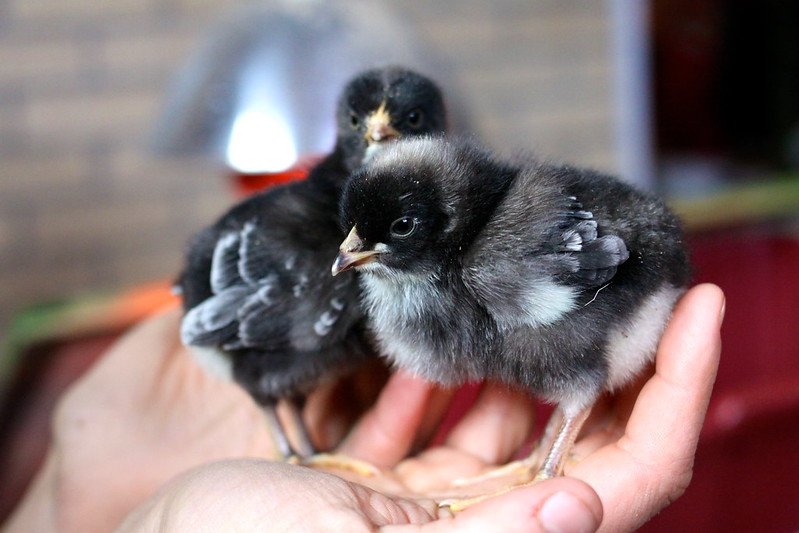 two marans baby chicks