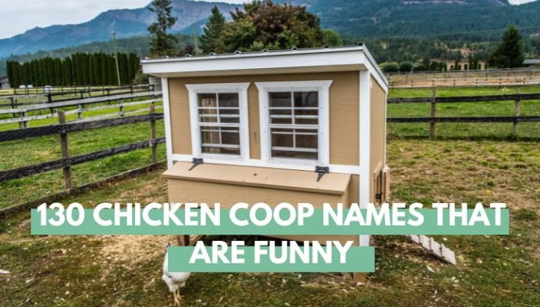 Funny chicken coop names