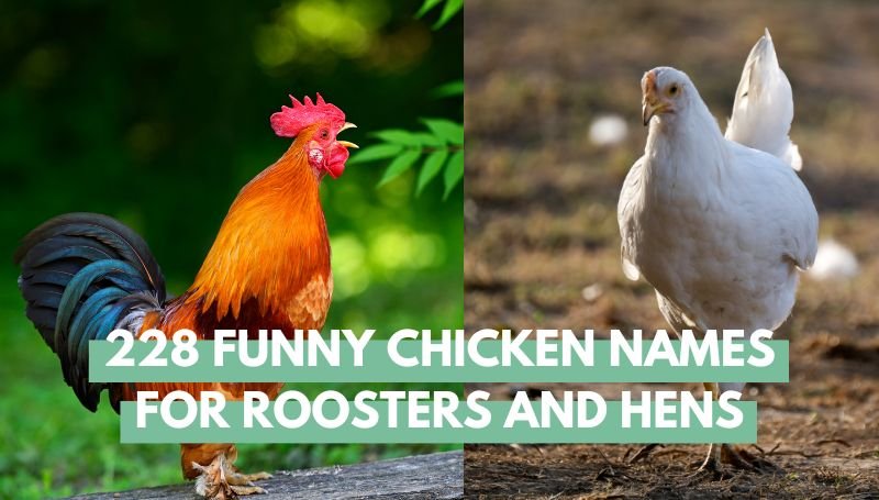 Funny Chicken Names for Roosters and Hens