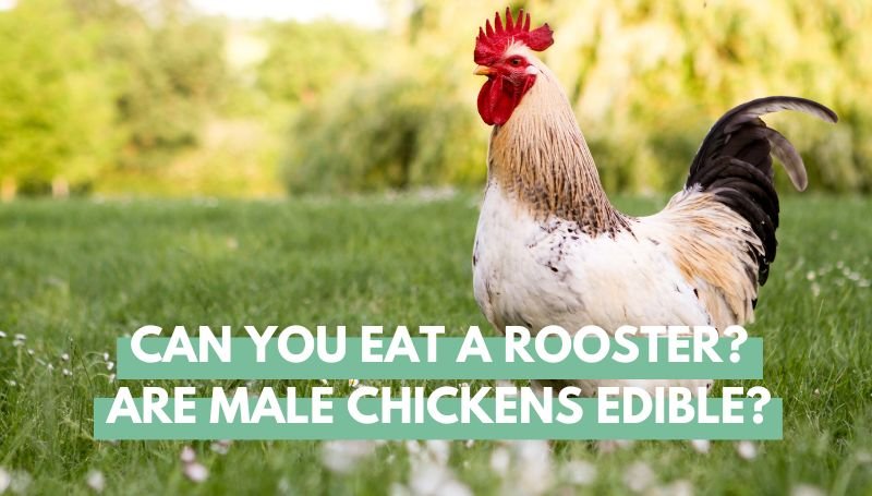 Can you eat a Rooster