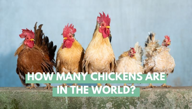 How many chickens in the world