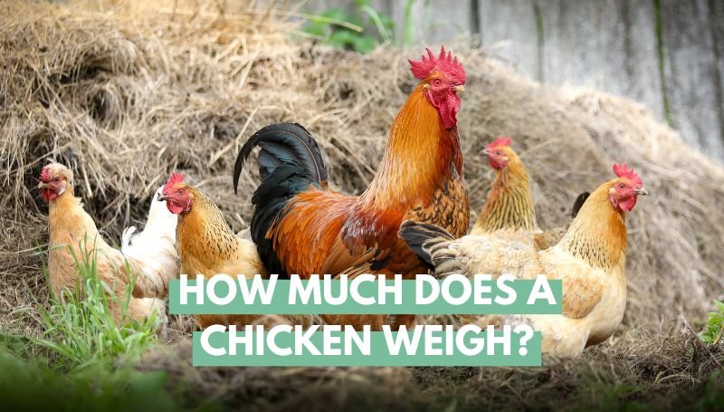 How Much Does a Chicken Weigh