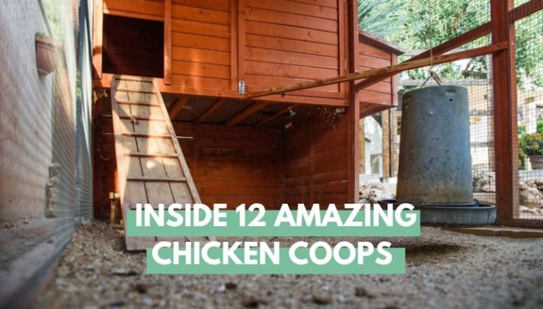 Inside 12 Amazing Chicken Coops
