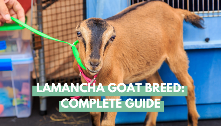 Lamancha Goat Breed