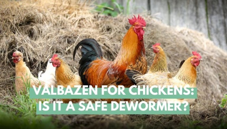Valbazen for Chickens