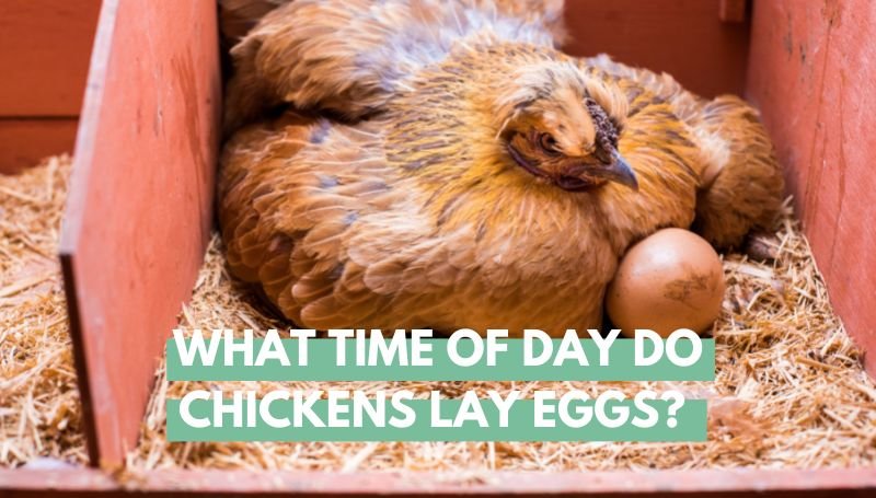 What Time of Day Do Chickens Lay Eggs?