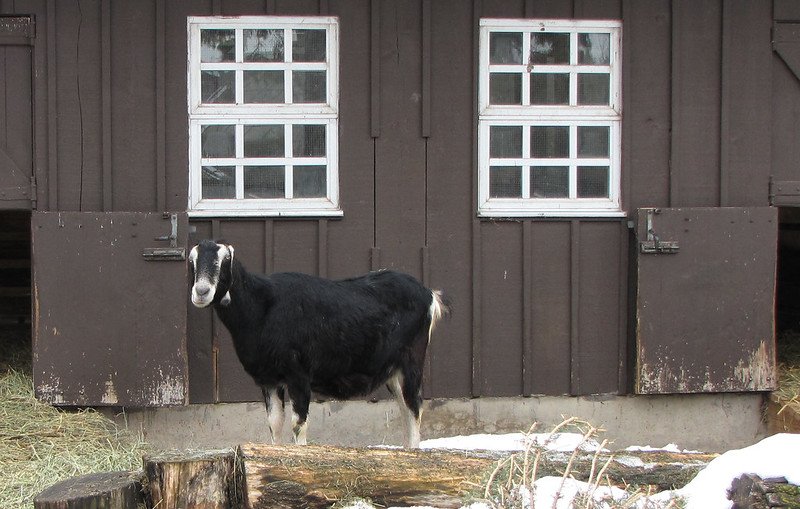 black white lamancha goat