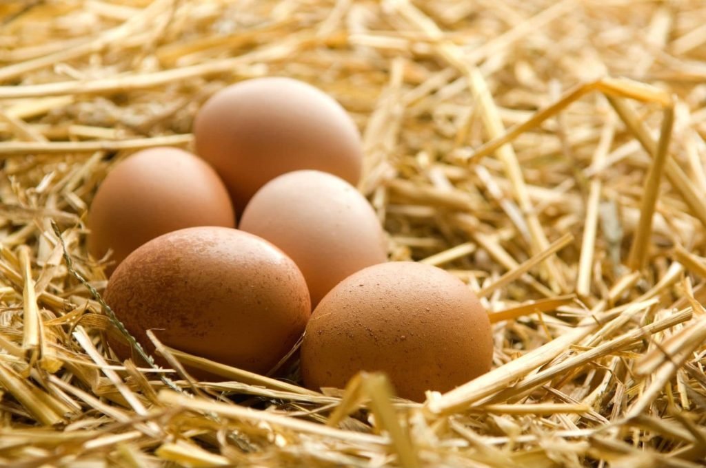 clutch of five eggs on straw