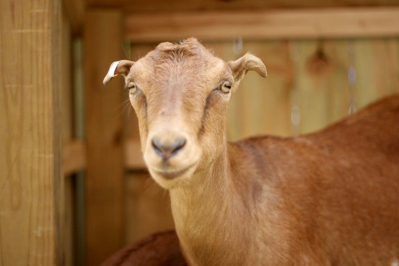 cream lamancha goat