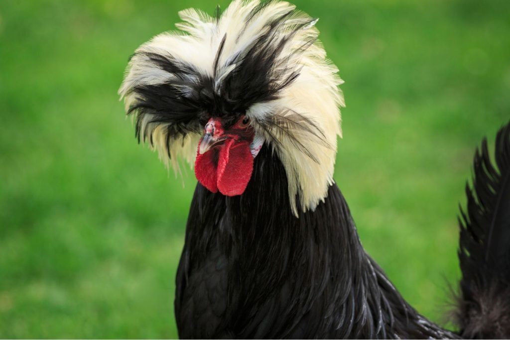 funny polish rooster head