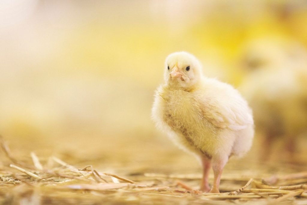 one cute baby chick