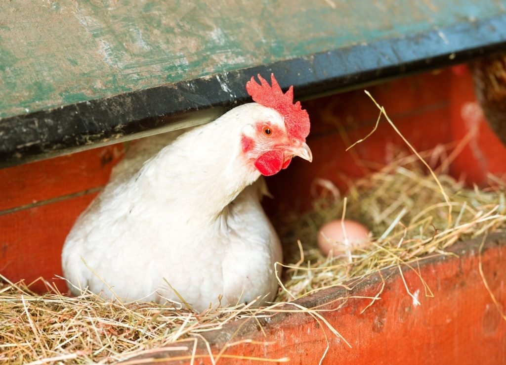 white hen laying eggs in a chicken coop