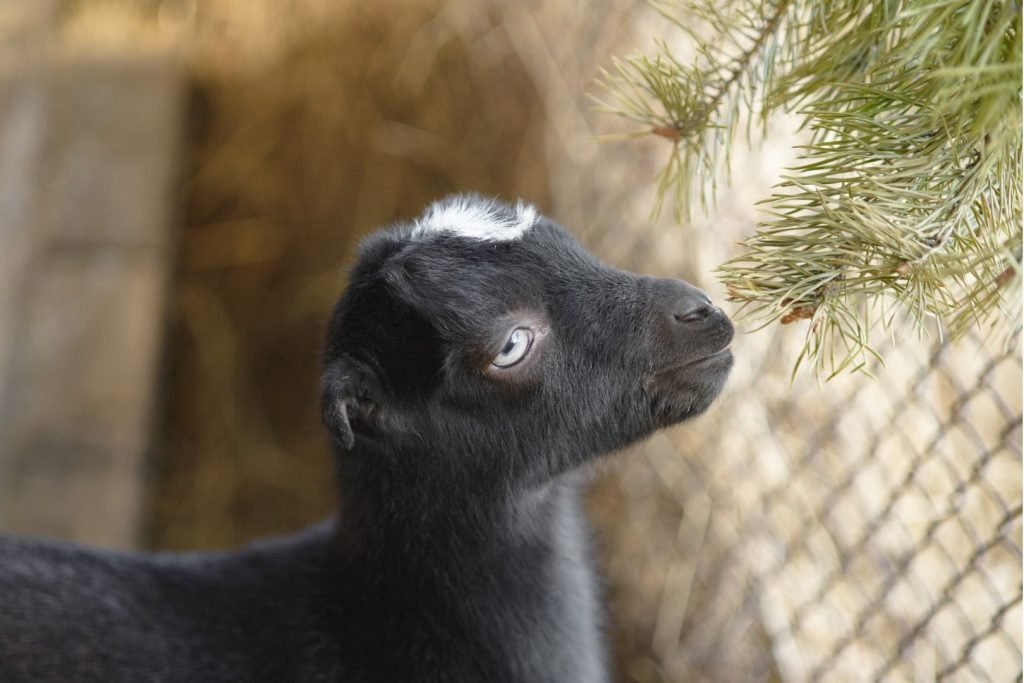 young funny goat breed Lamancha and pine branch